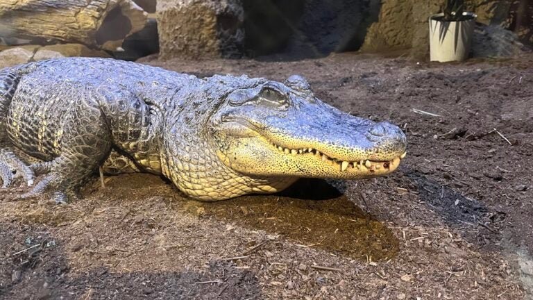 New Hampshire’s only alligator exhibit just opened in Glen