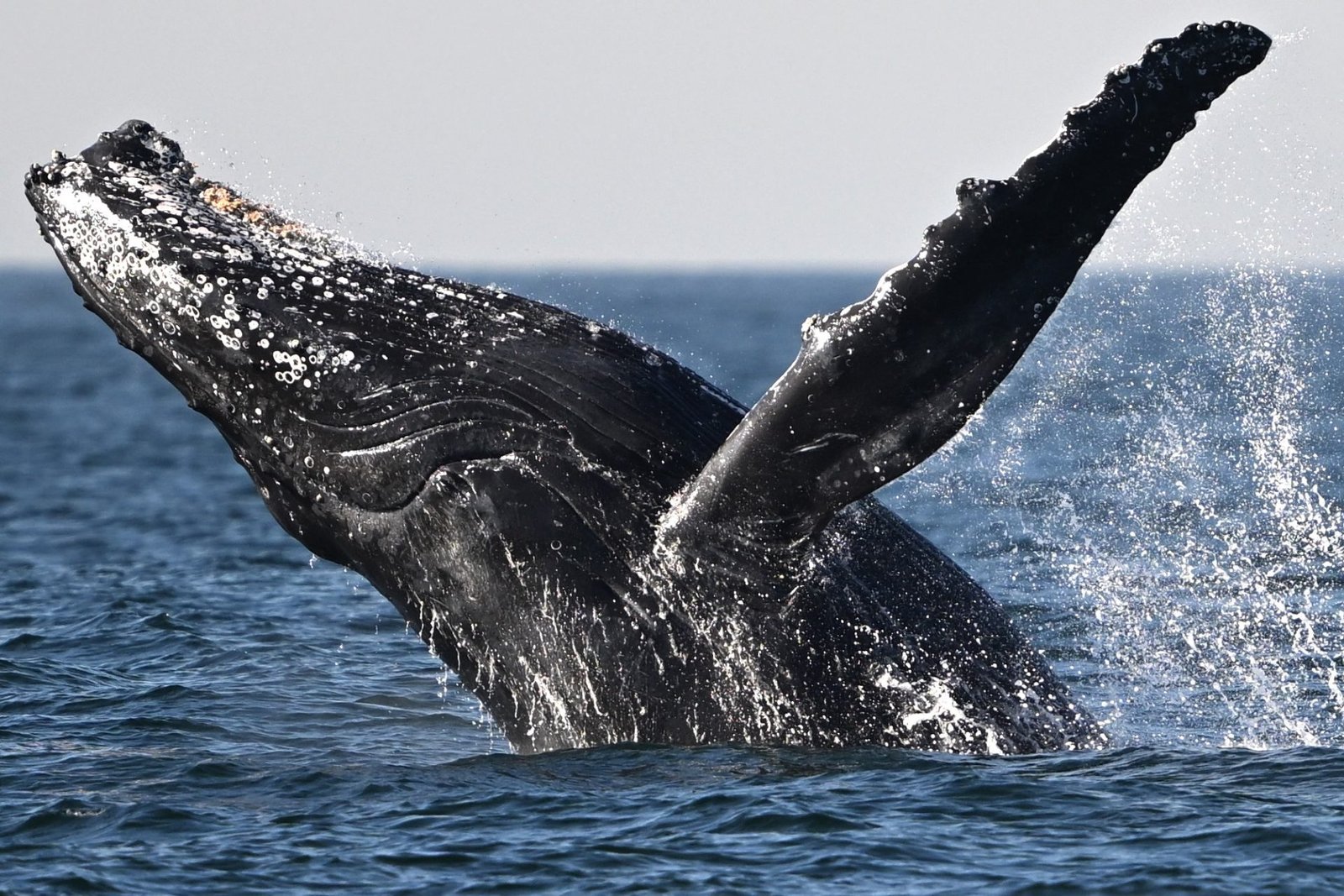 Father Films Video Of Whale Swallowing His Kayaker Son In Chile